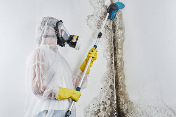 Why You Should Choose Our Mold Remediation Services in Garfield, TX